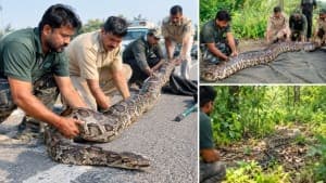 नारायणगढ़ के पास नेशनल हाईवे से किया गया अजगर का रेस्क्यू, वंदे मातरम् दल और वन्यजीव विभाग की टीम ने दो घंटे की मशक्कत के बाद पाया सफलता नारायणगढ़ के पास नेशनल हाईवे से किया गया अजगर का रेस्क्यू, वंदे मातरम् दल और वन्यजीव विभाग की टीम ने दो घंटे की मशक्कत के बाद पाया सफलता