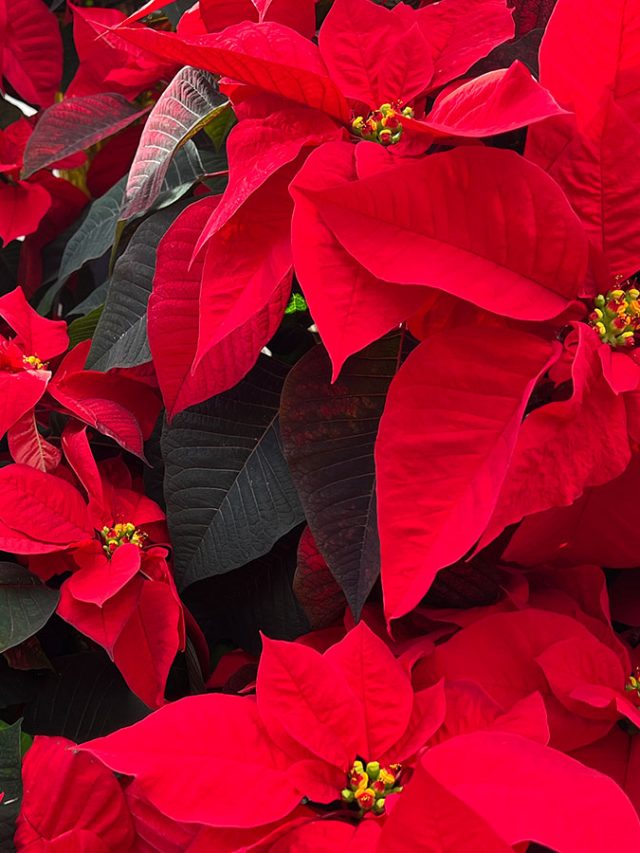 Top glaring plants that will color your beautiful home better than others